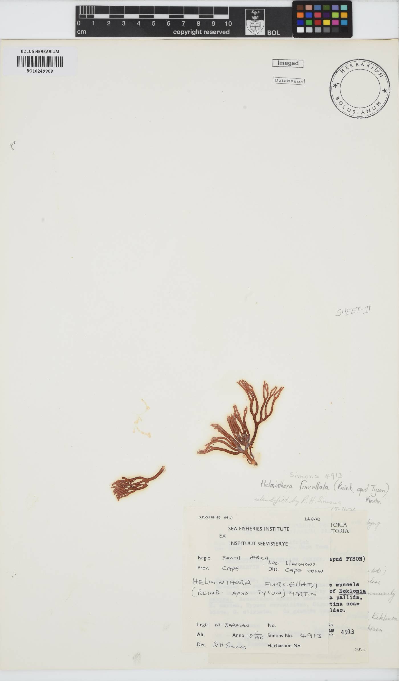 Helminthora furcellata image