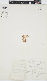 Helminthora furcellata image