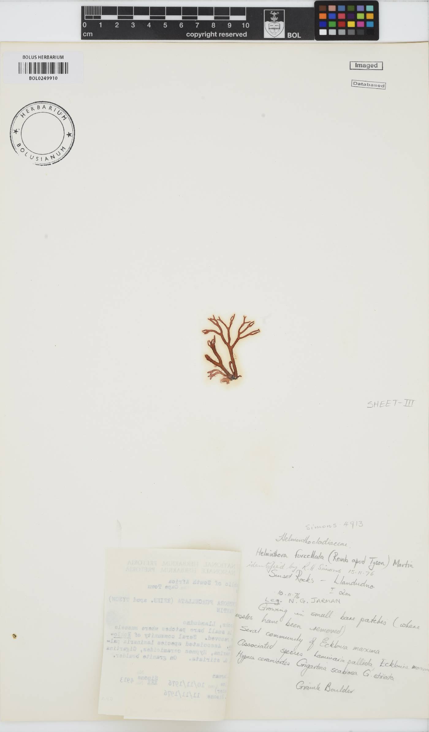 Helminthora furcellata image