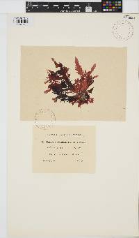 Image of Marionella schmitziana