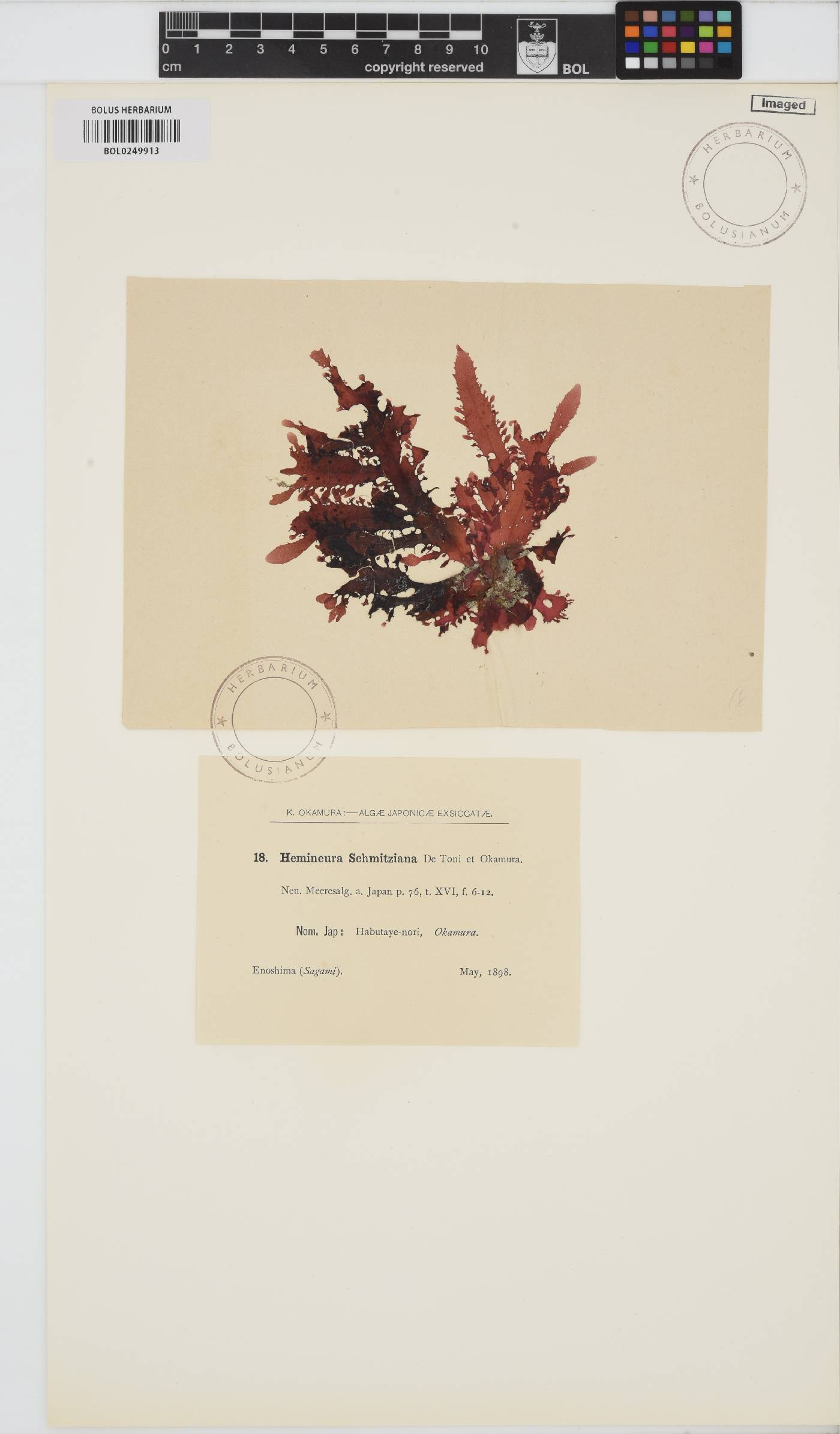 Marionella schmitziana image