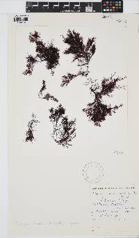 Heringia mirabilis image