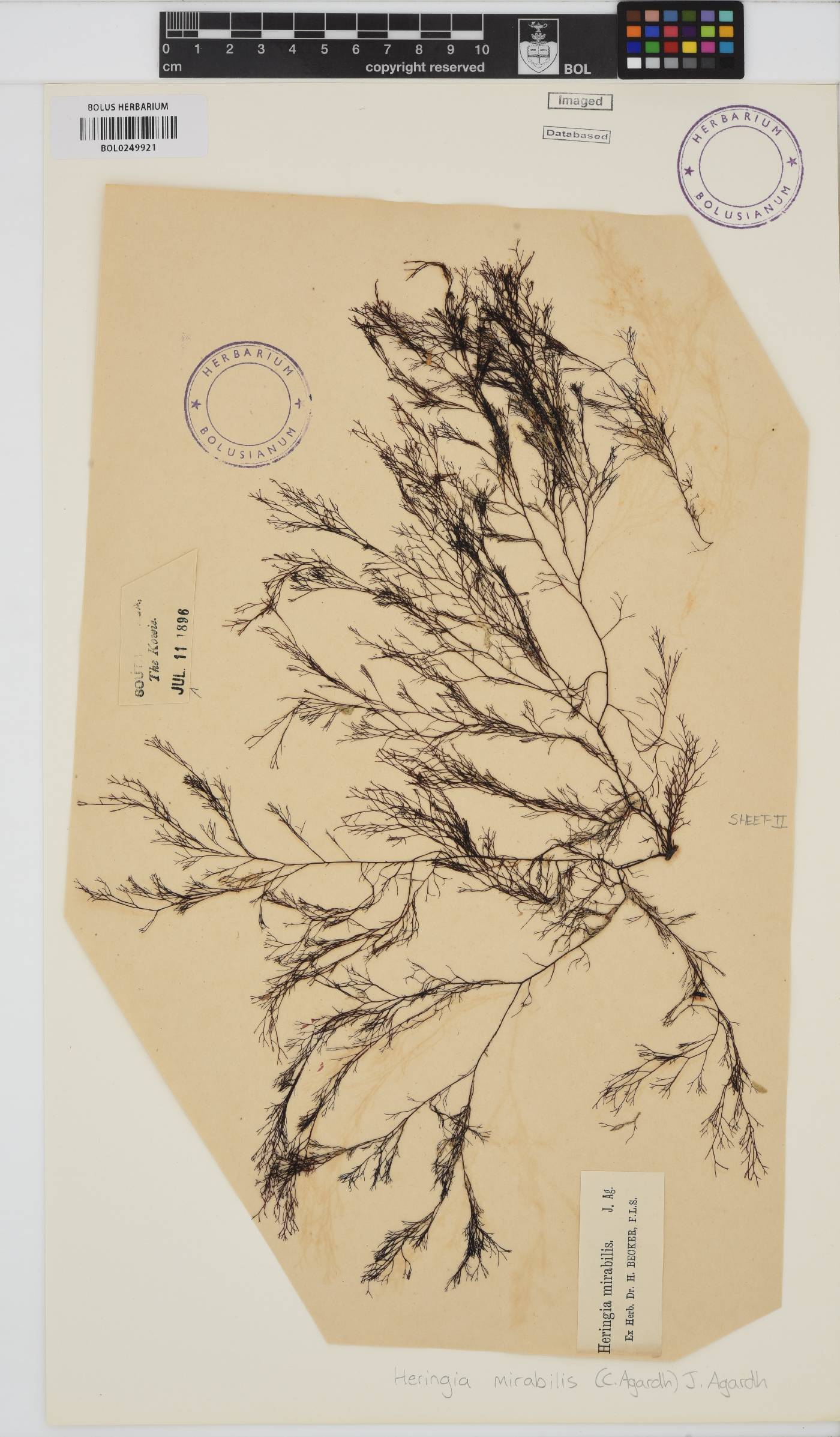 Heringia mirabilis image