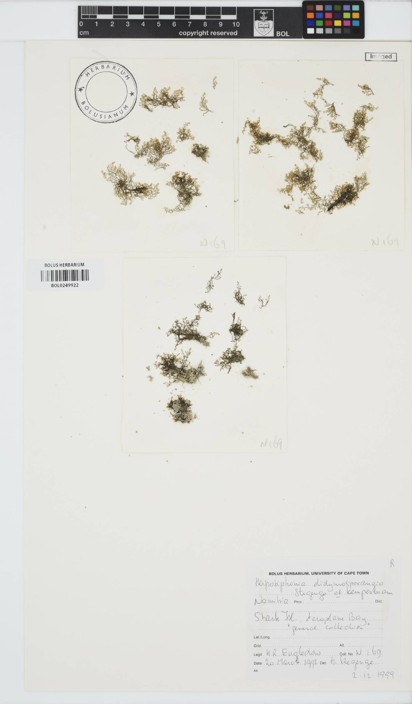 Herposiphonia didymosporangia image