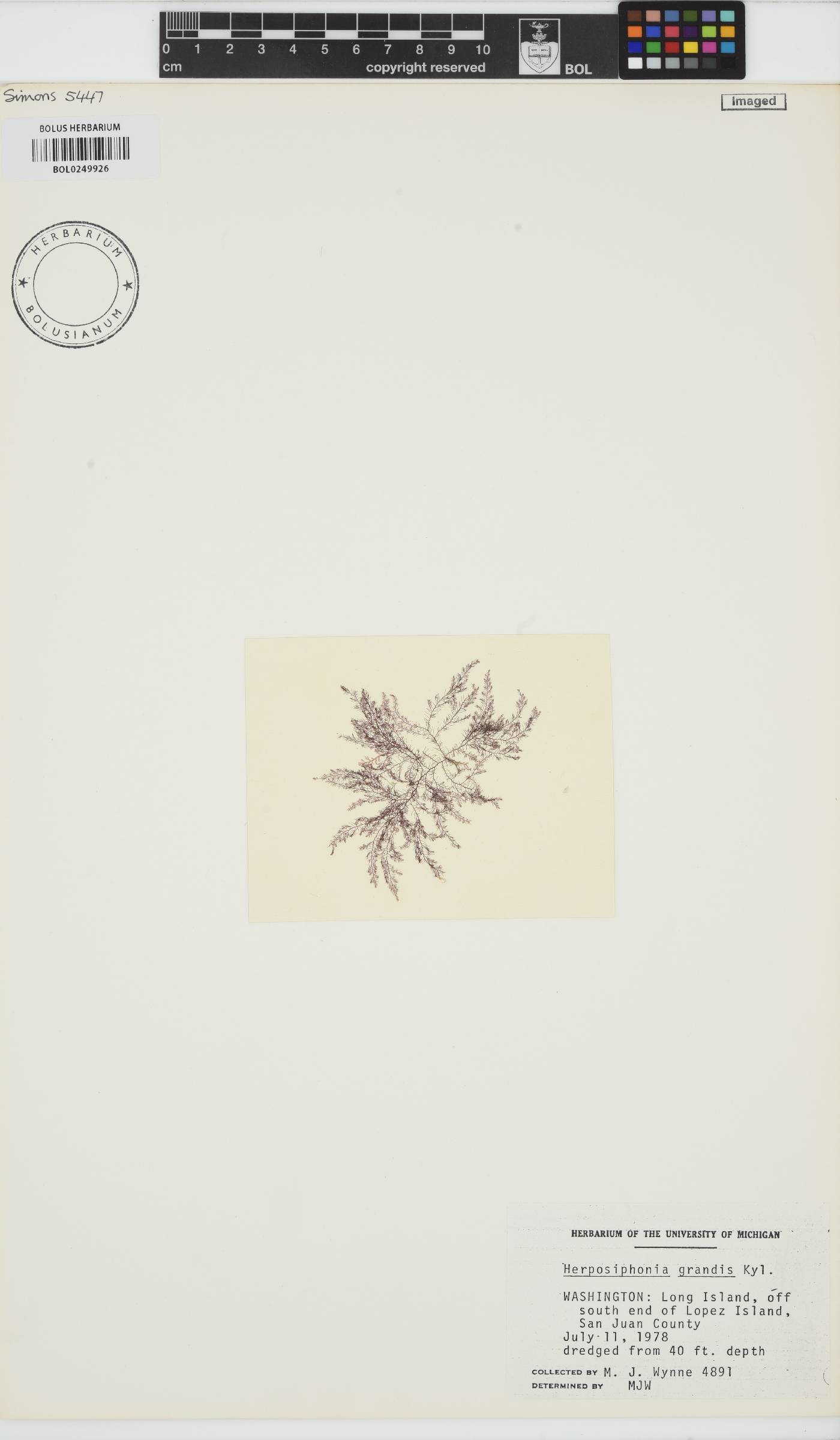 Herposiphonia grandis image