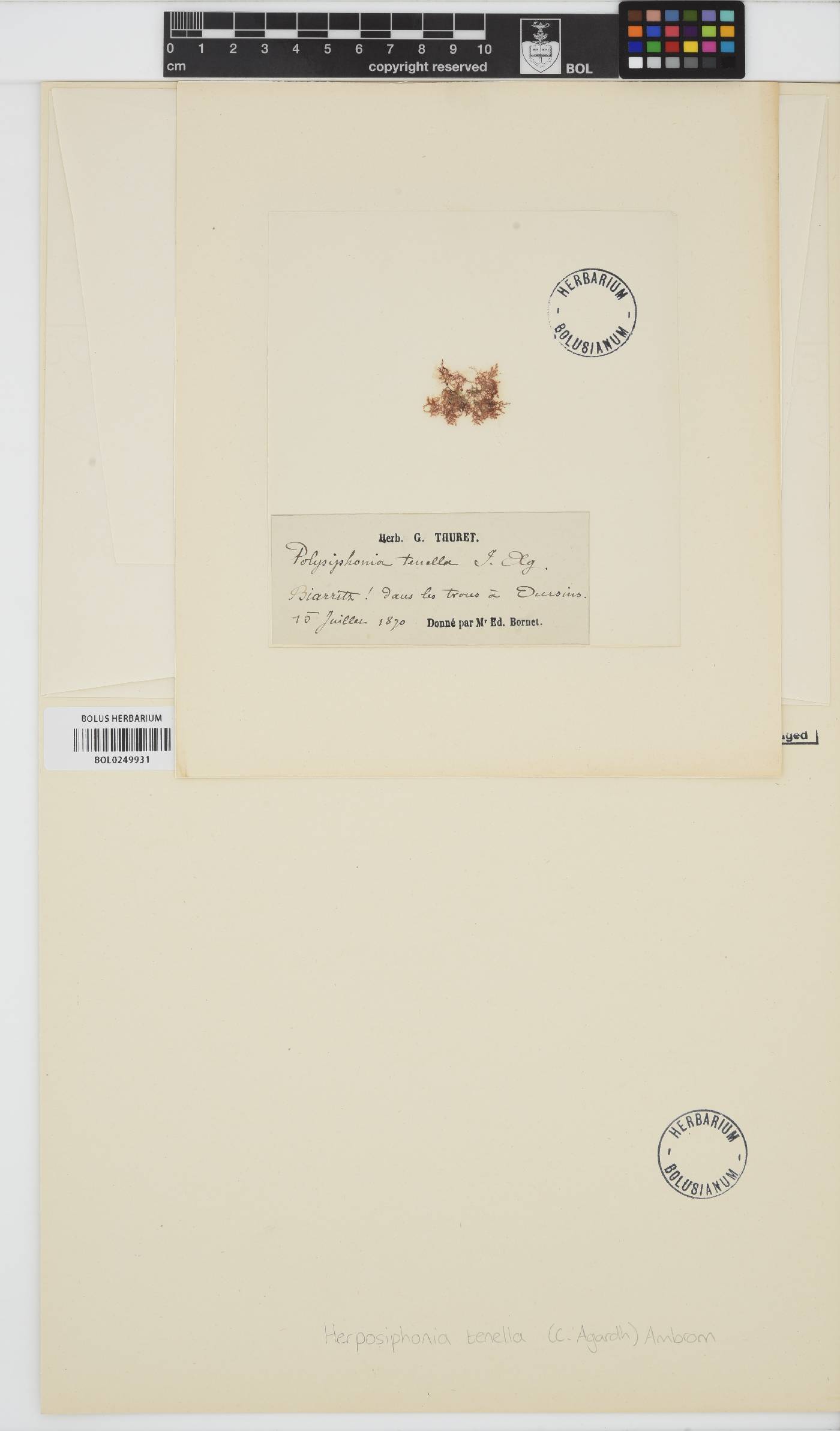 Herposiphonia tenella image