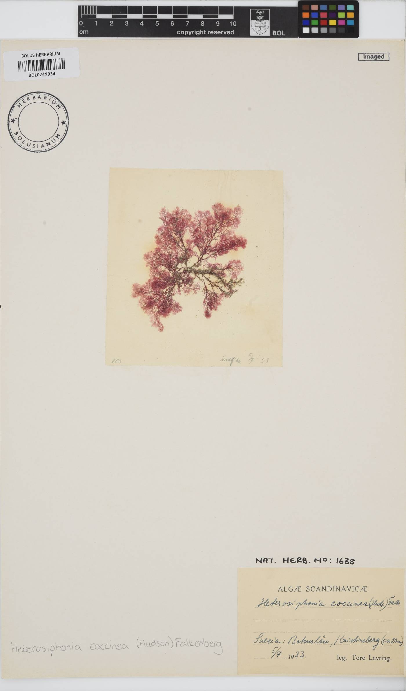 Heterosiphonia plumosa image