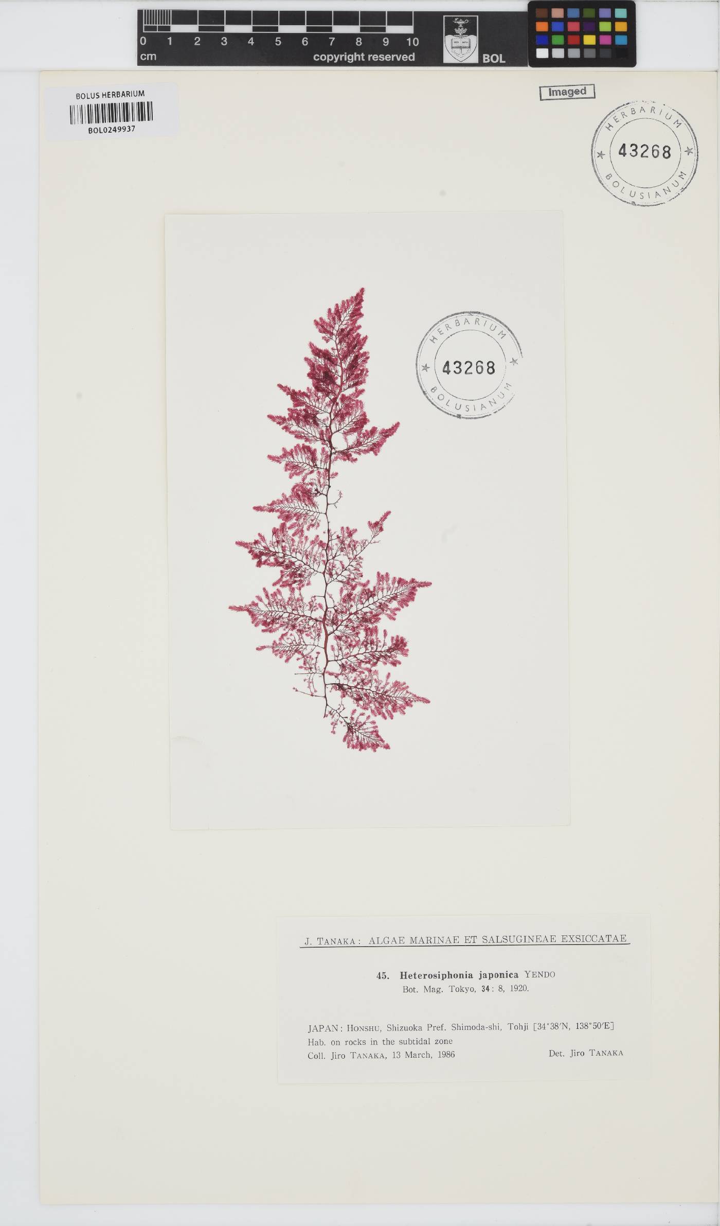 Dasysiphonia japonica image