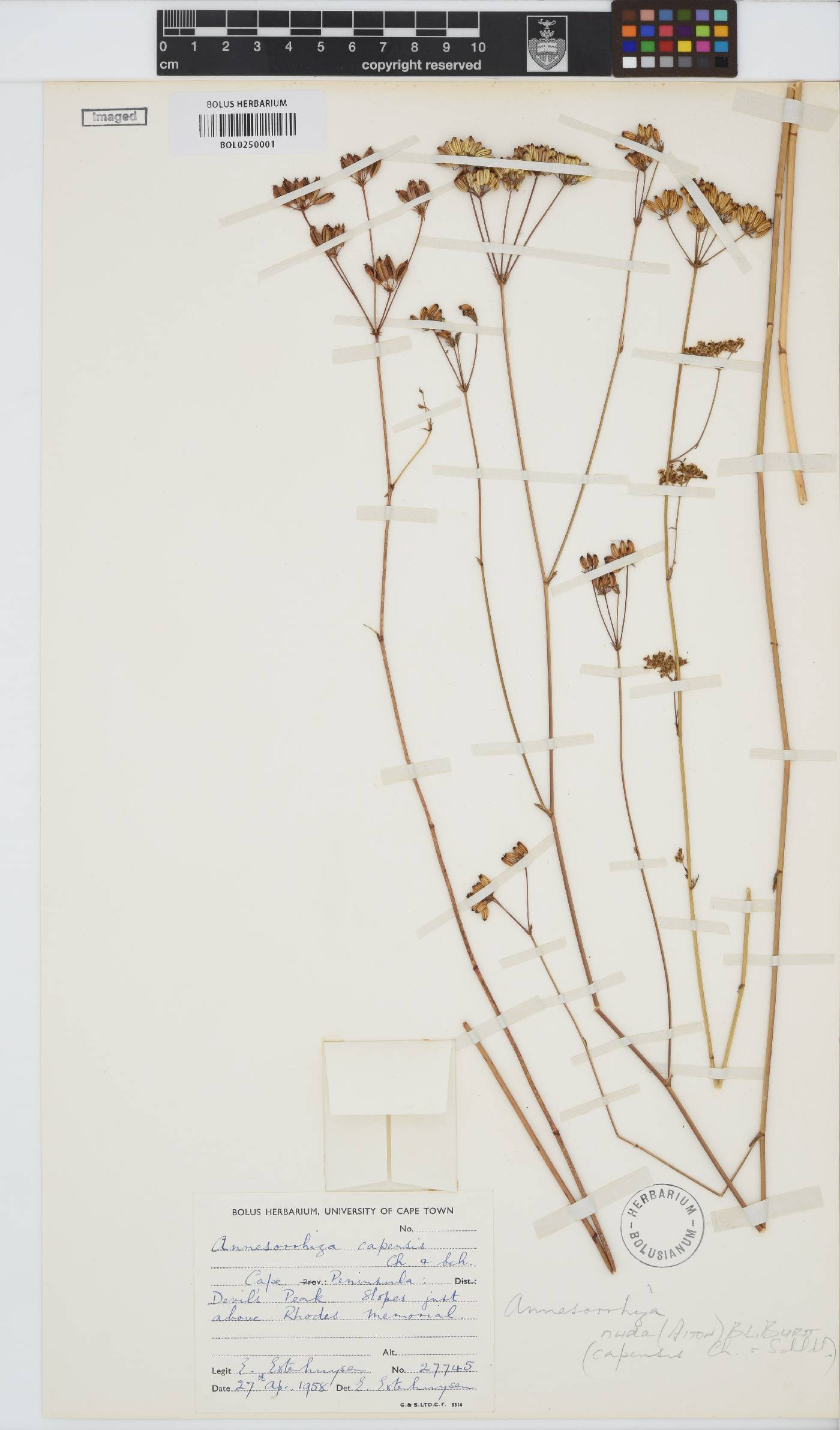 Annesorhiza image