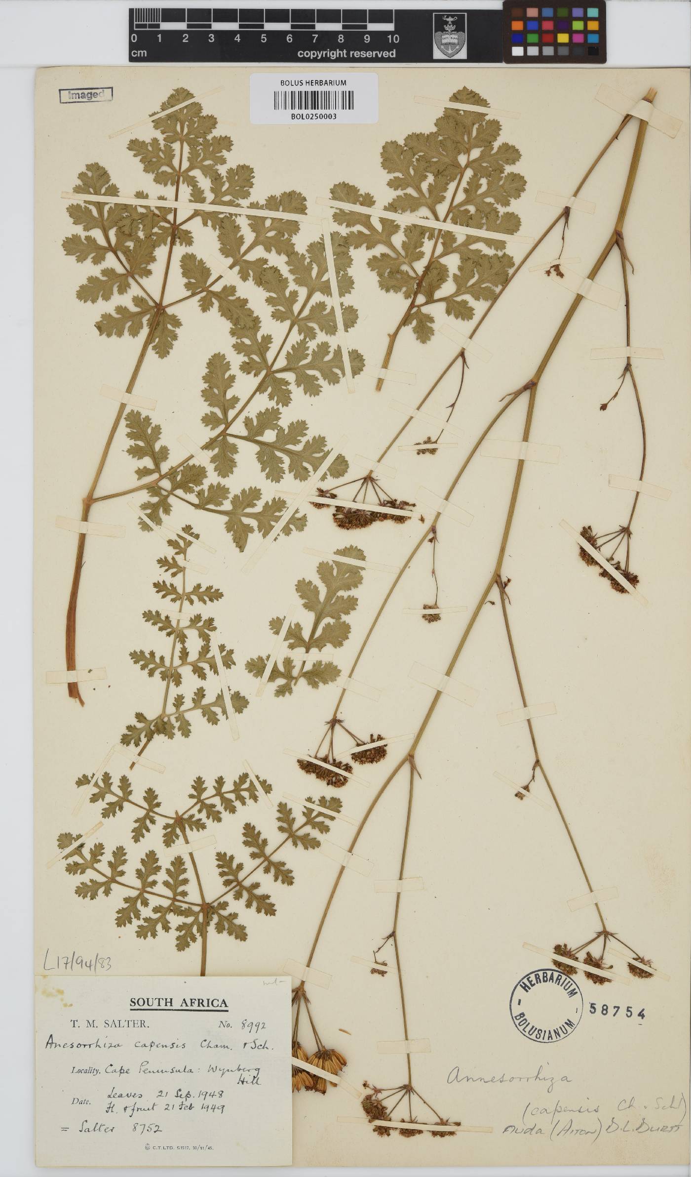 Annesorhiza image