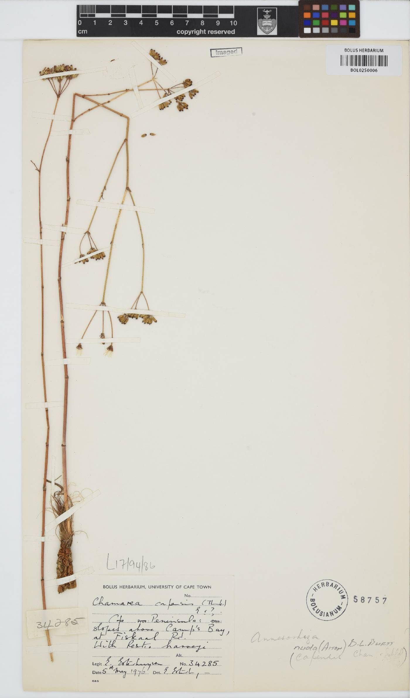 Annesorhiza image
