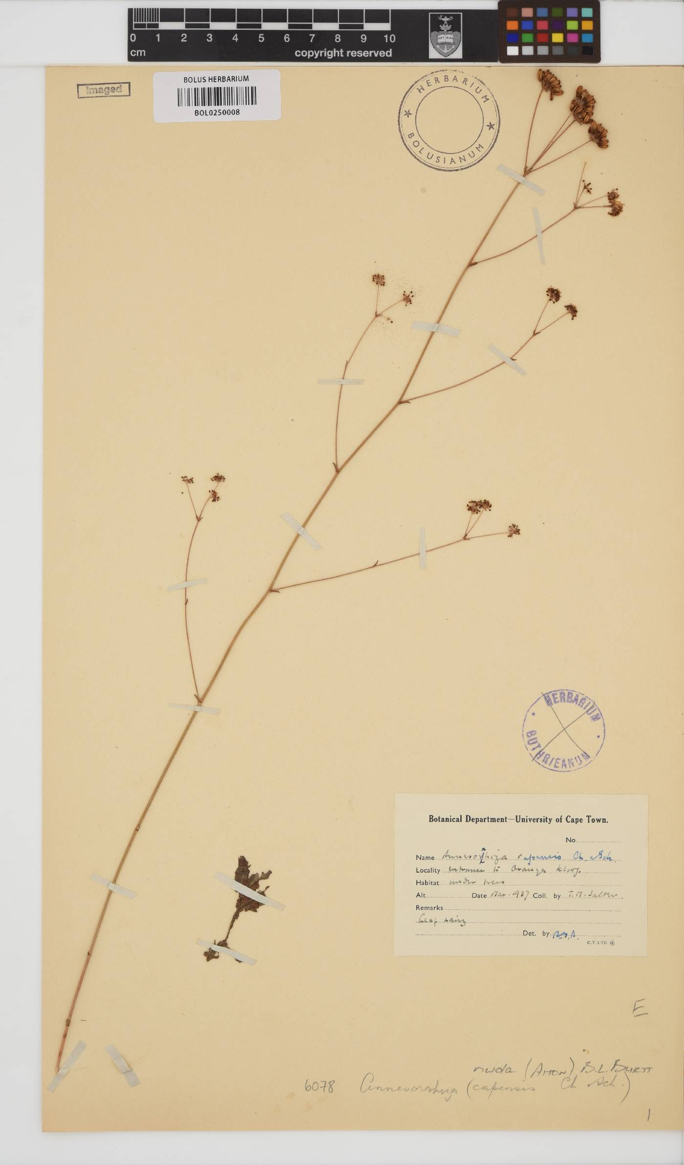 Annesorhiza image
