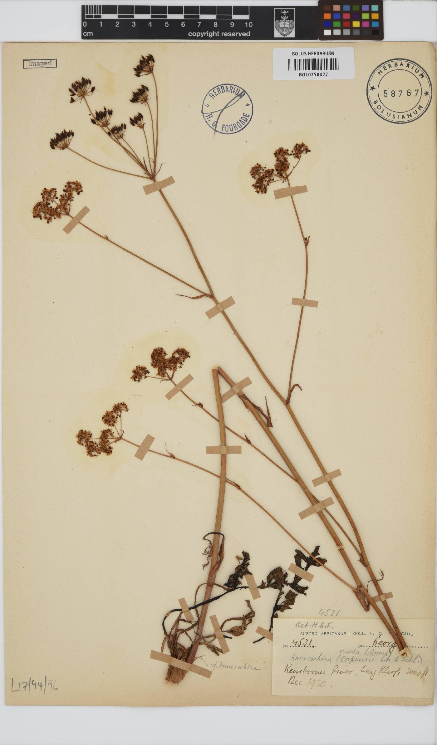 Annesorhiza nuda image