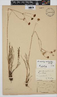 Annesorhiza schlechteri image