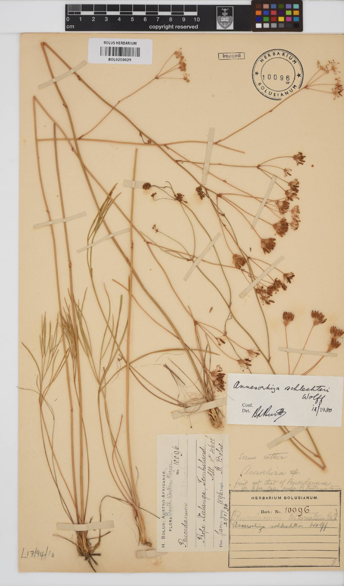 Annesorhiza schlechteri image