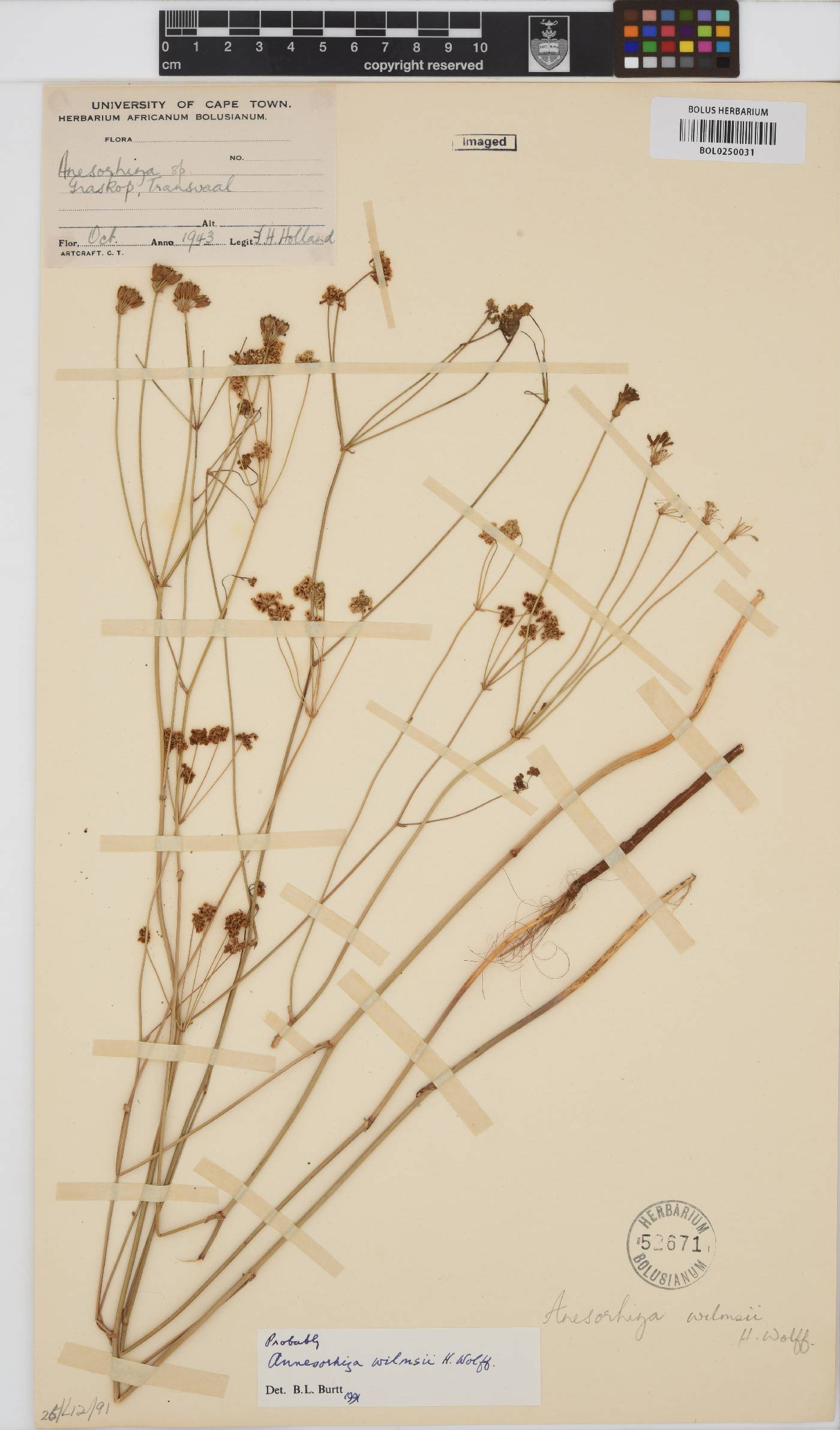 Annesorhiza wilmsii image