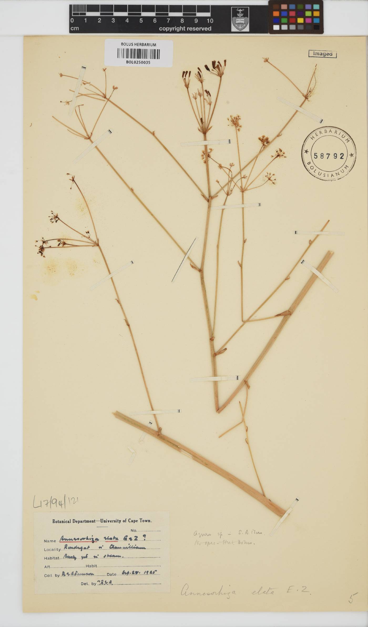 Annesorhiza image