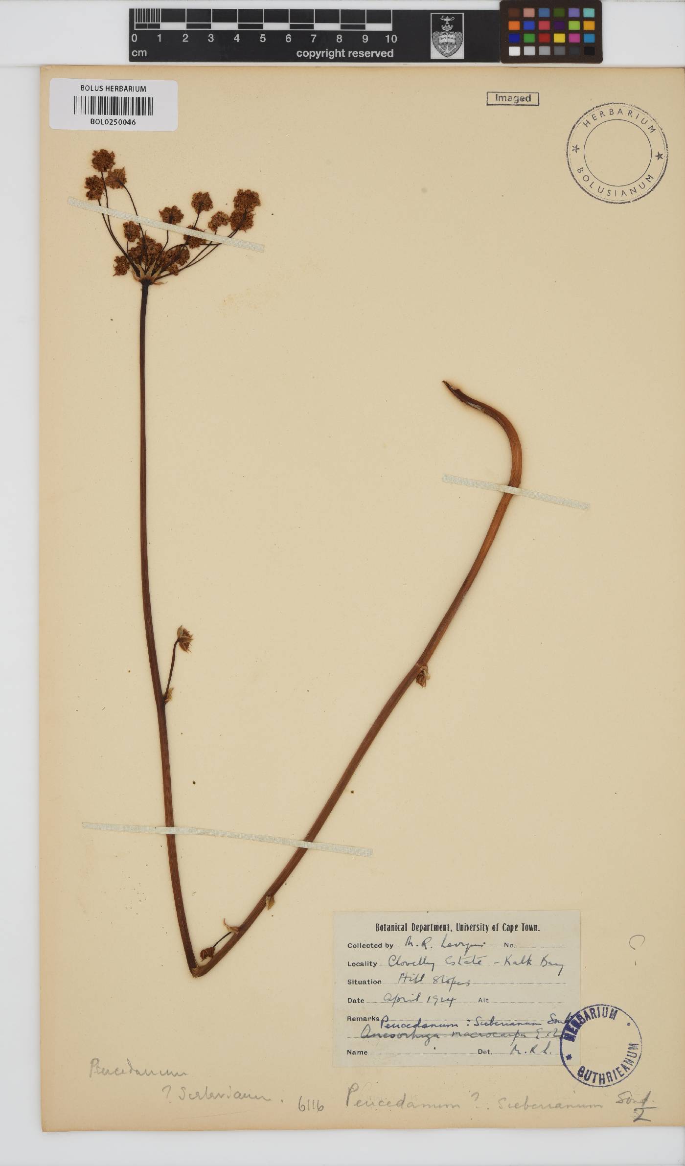 Annesorhiza image