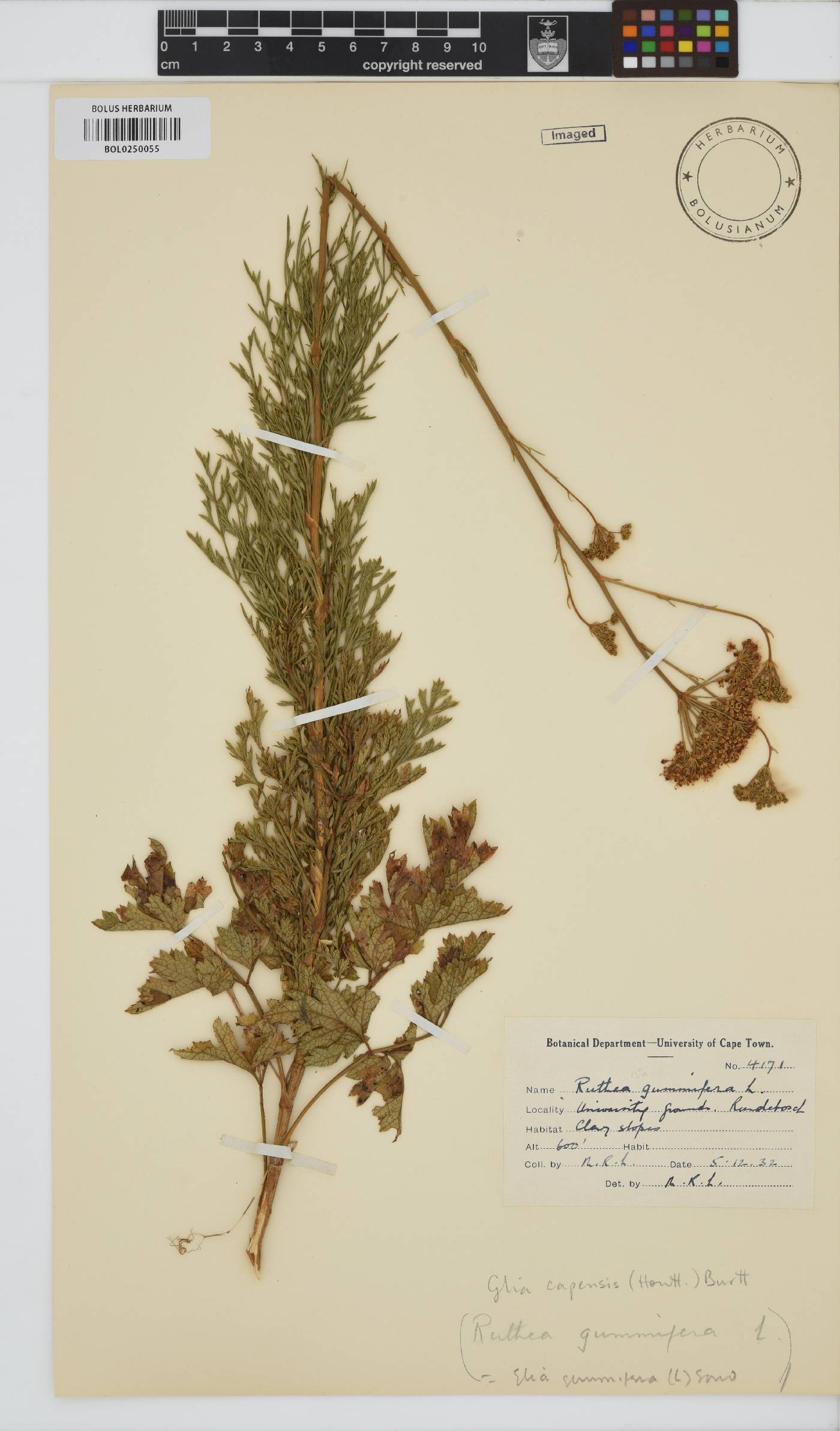 Glia image
