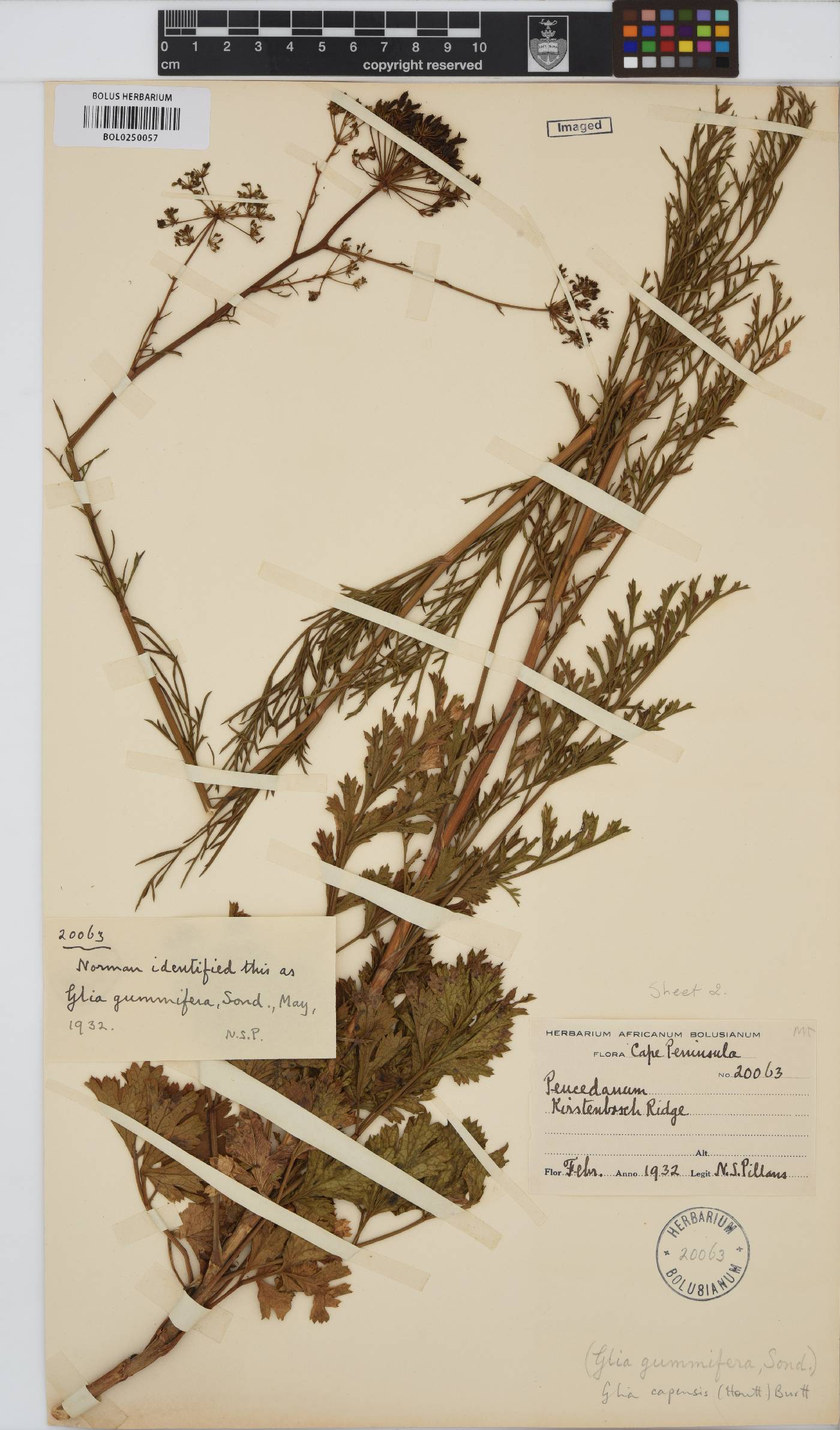 Glia image