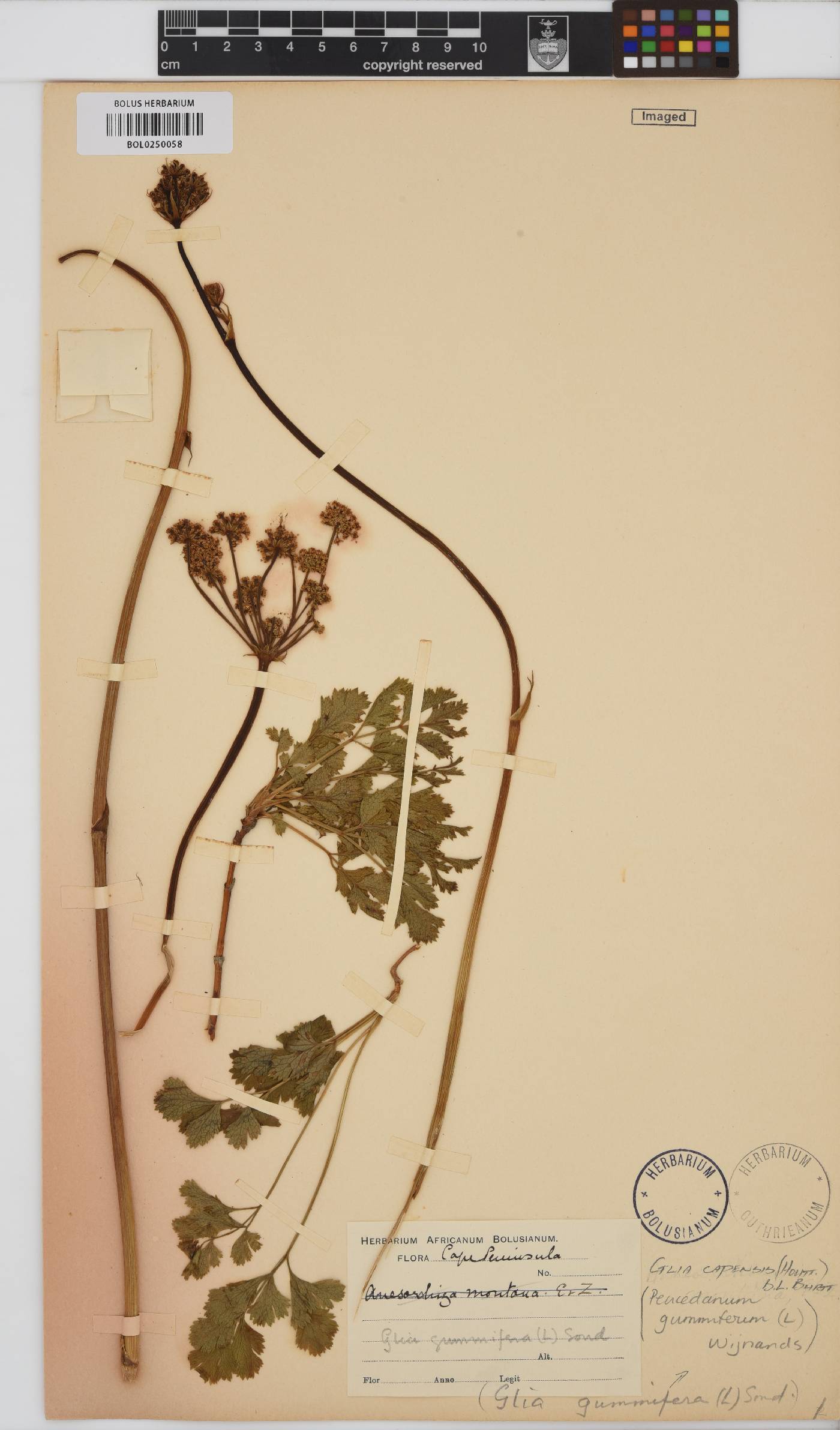 Glia image