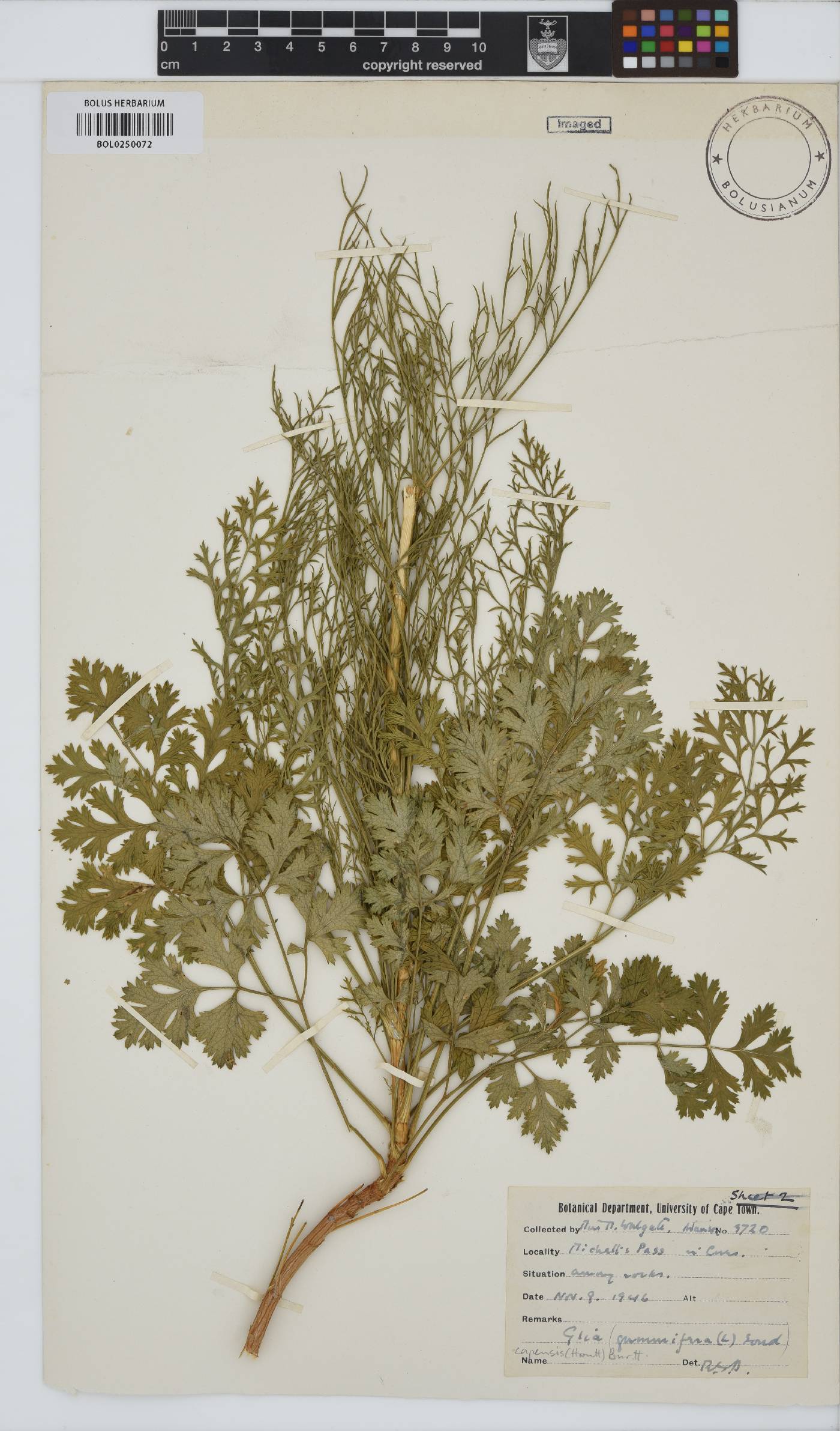 Glia prolifera image