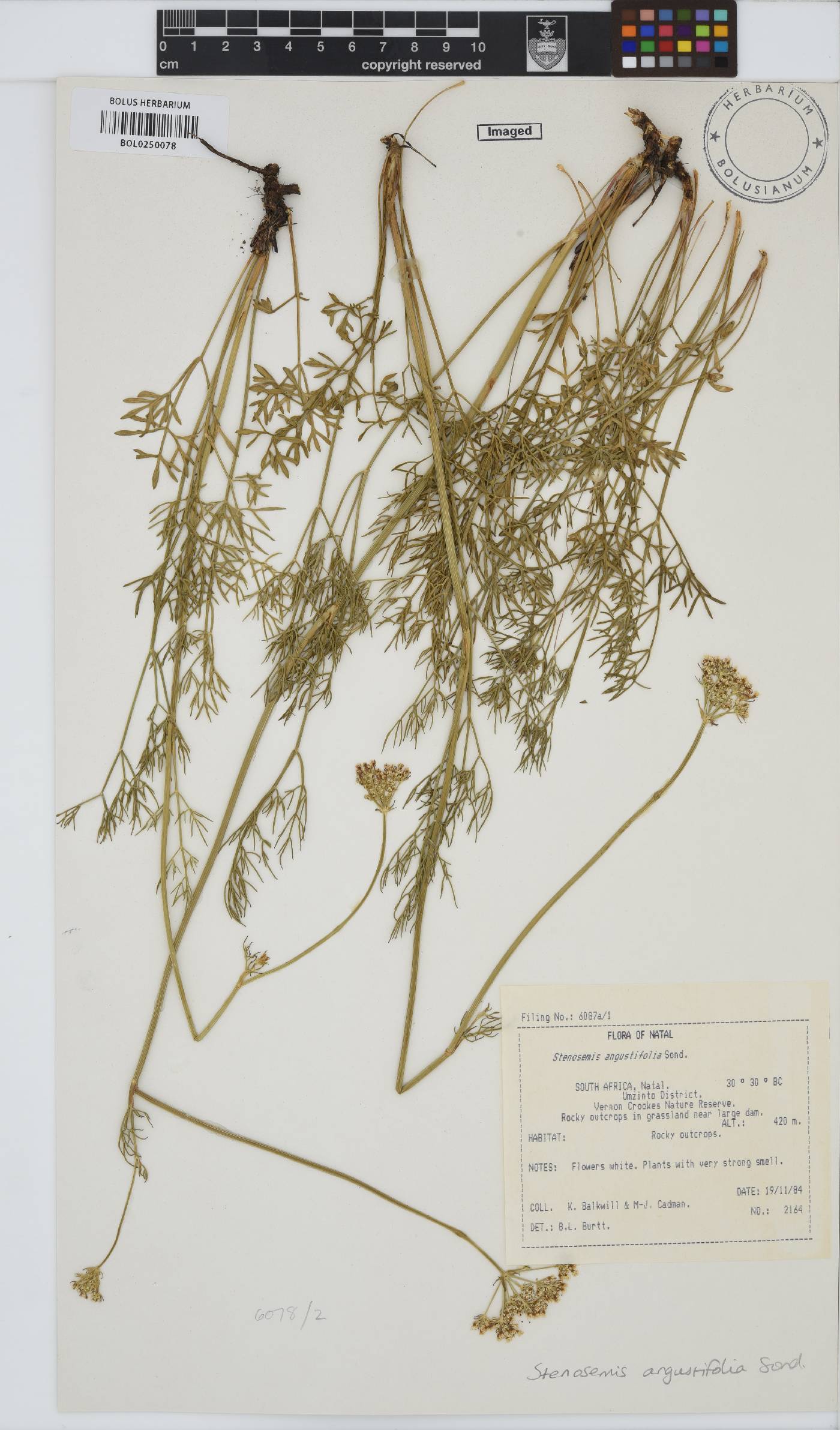 Stenosemis angustifolia image