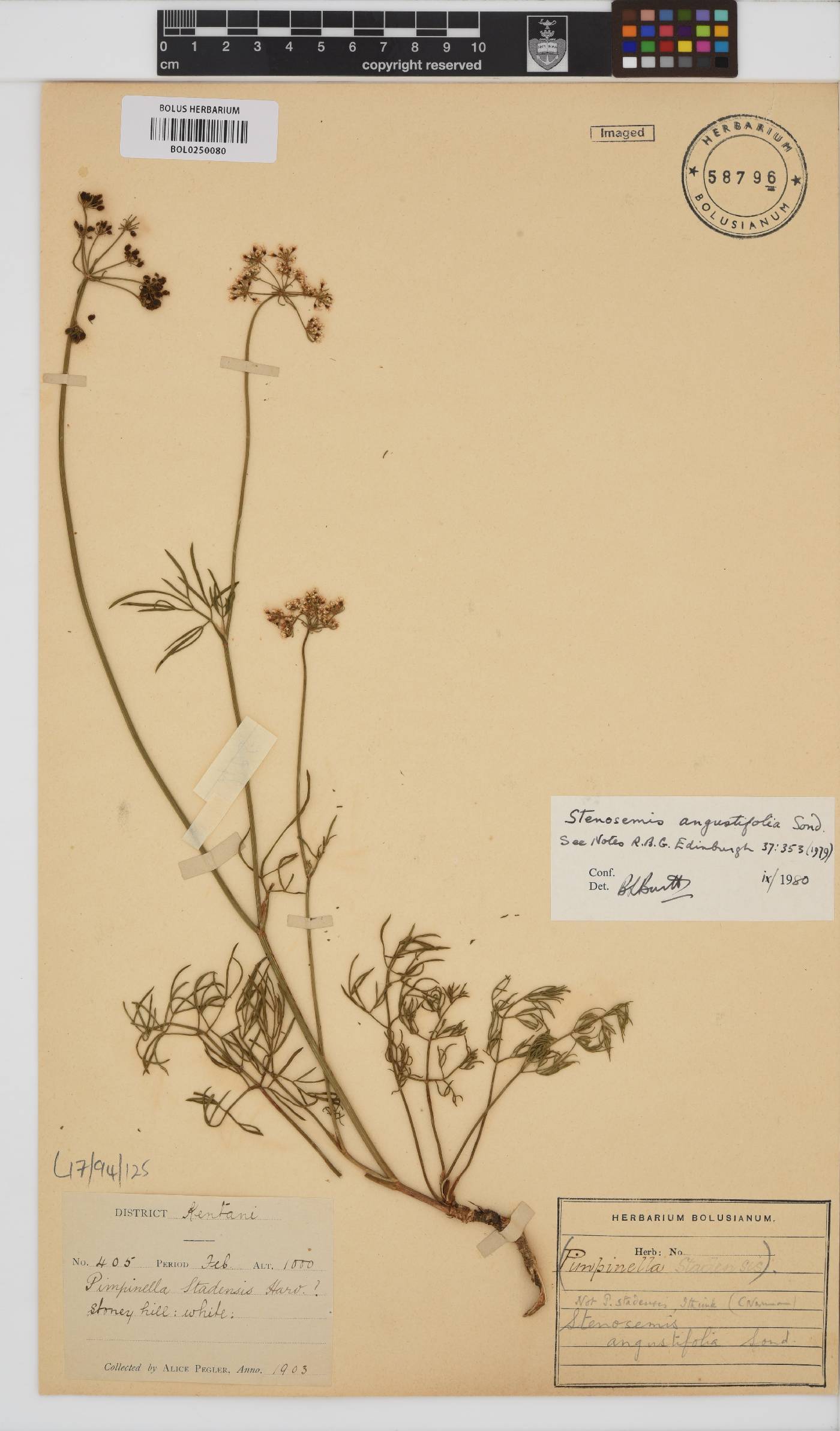 Stenosemis angustifolia image