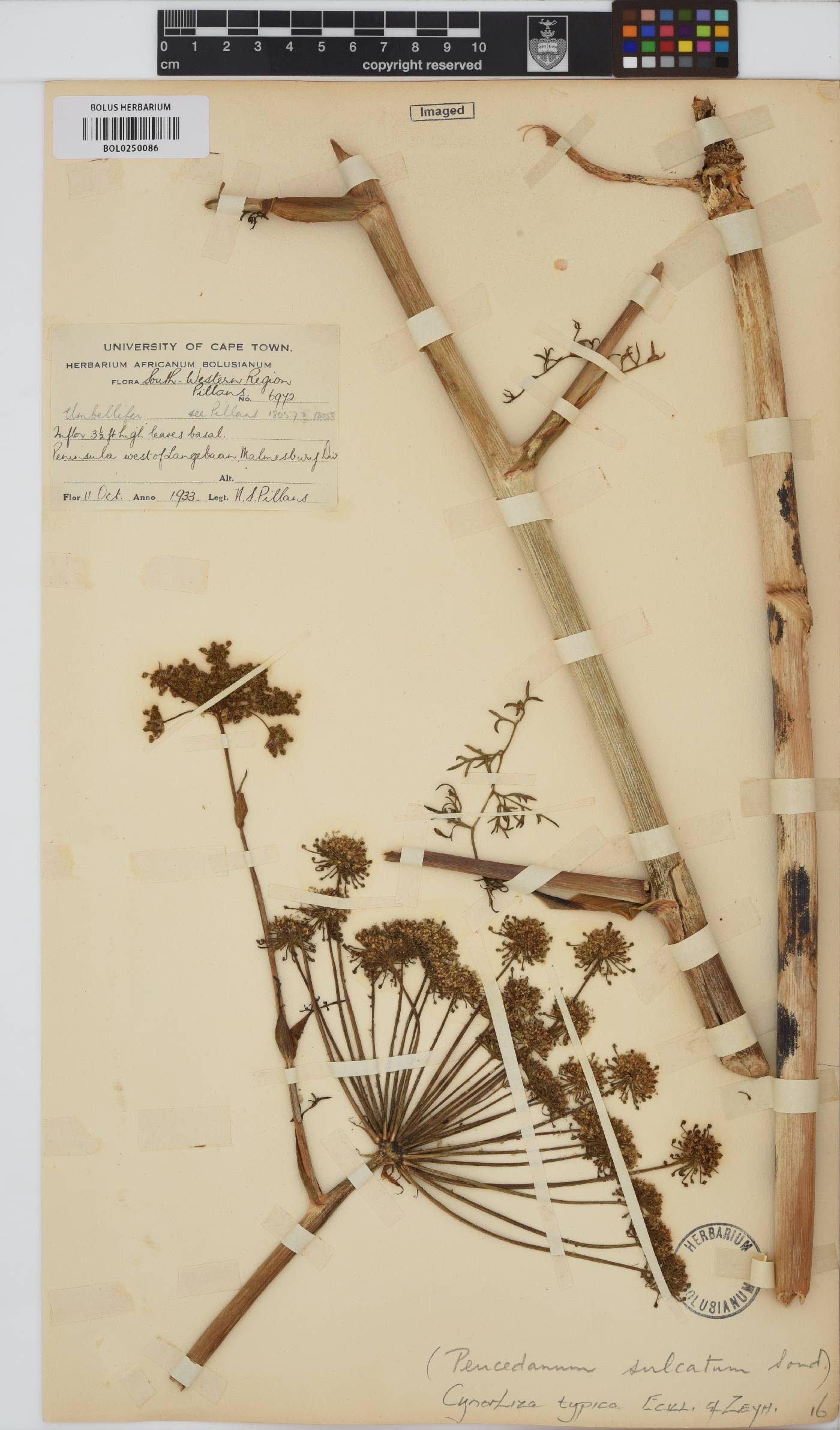 Cynorhiza typica image