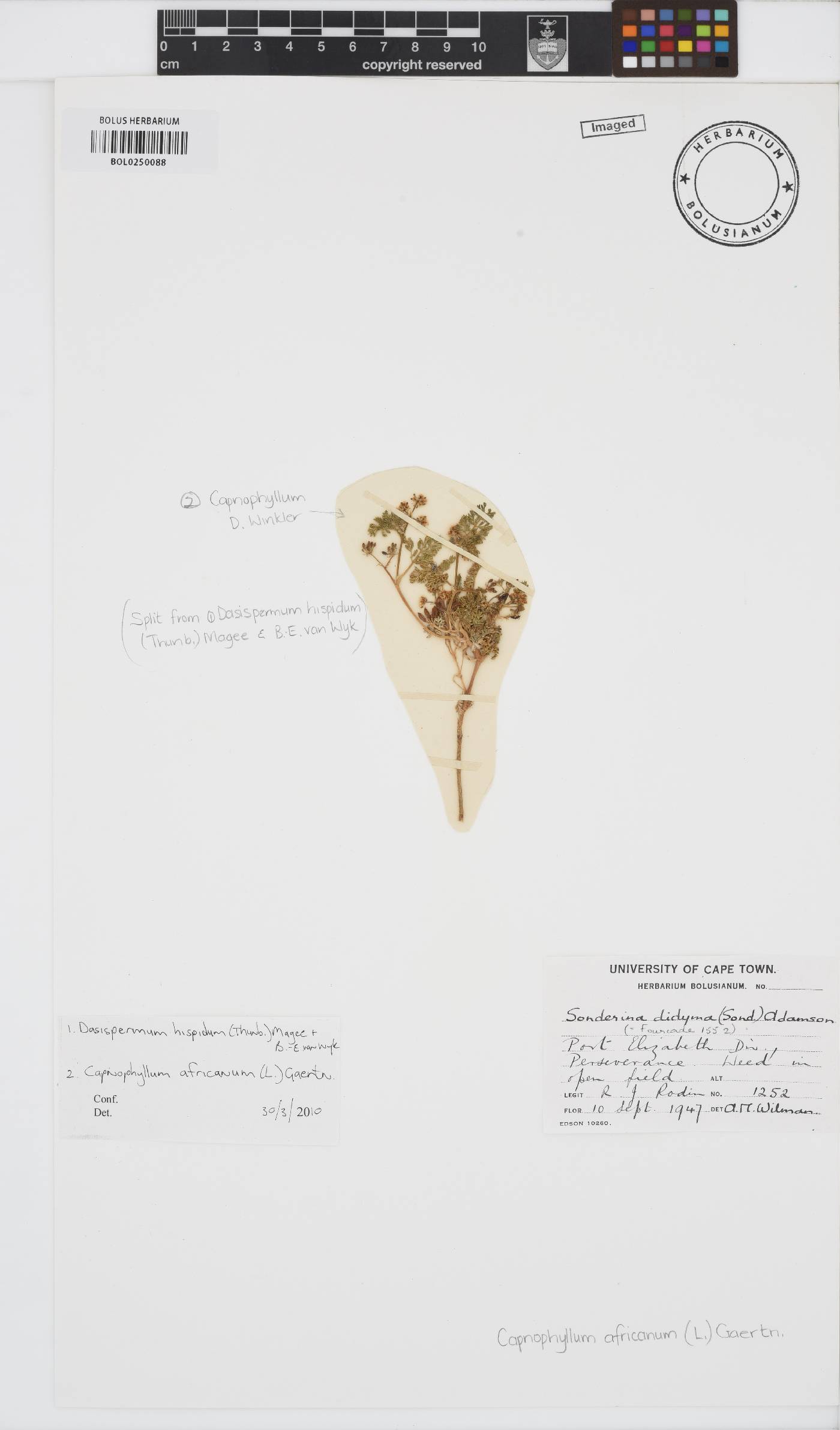 Capnophyllum africanum image