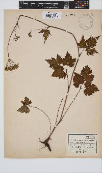 Image of Peucedanum multivittatum
