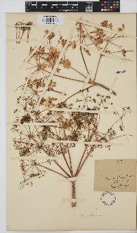 Steganotaenia araliacea image