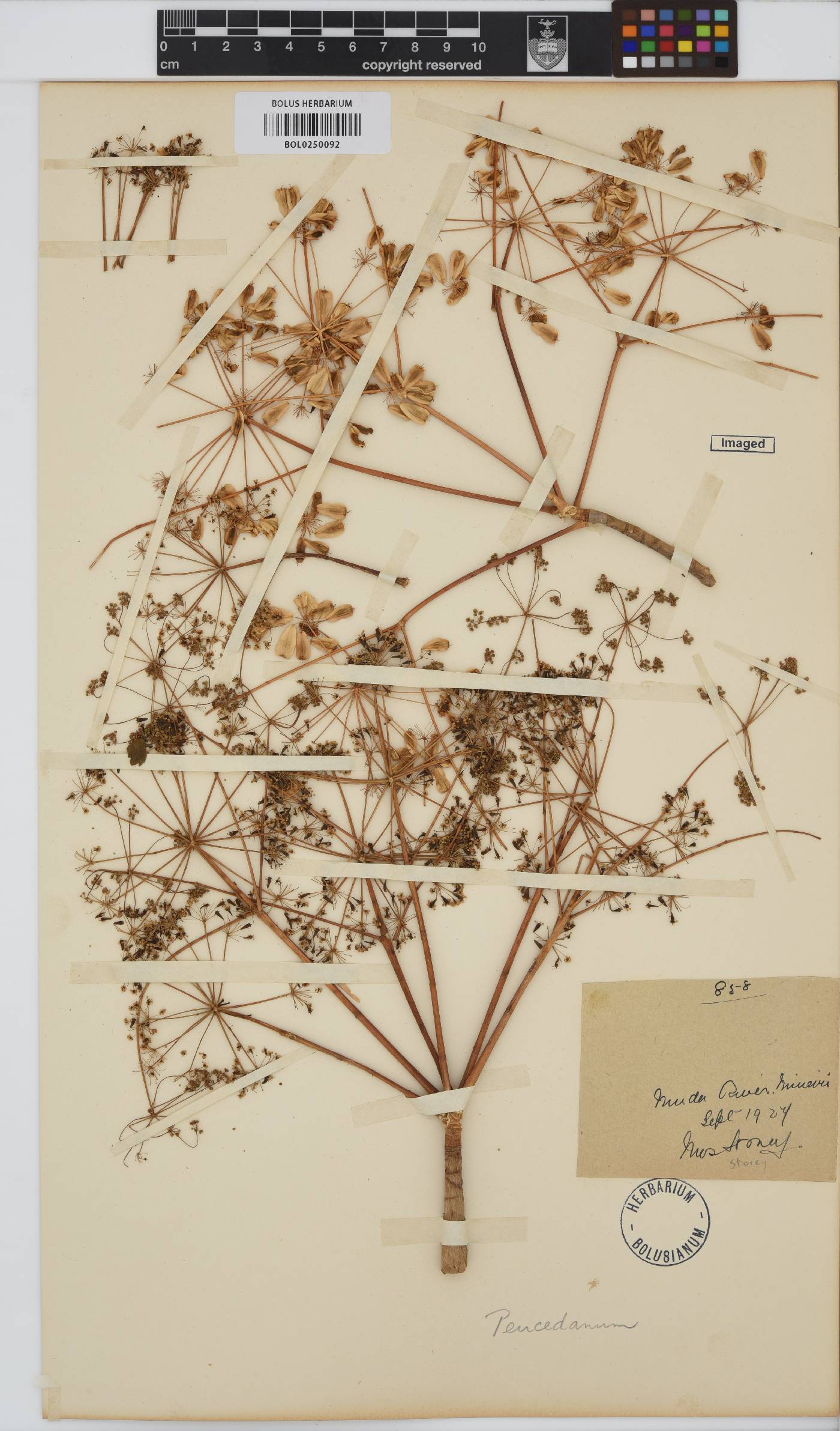 Steganotaenia araliacea image