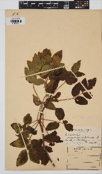 Steganotaenia araliacea image