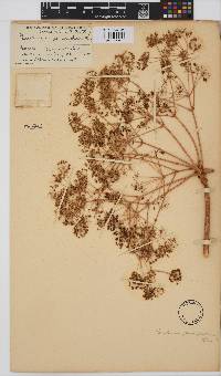 Steganotaenia araliacea image