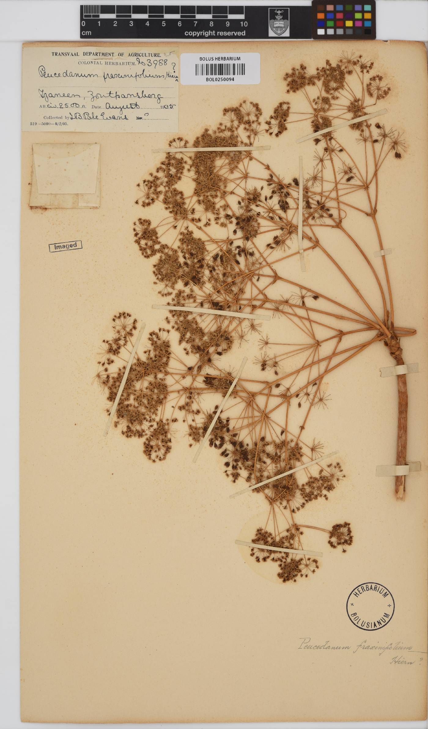 Steganotaenia araliacea image