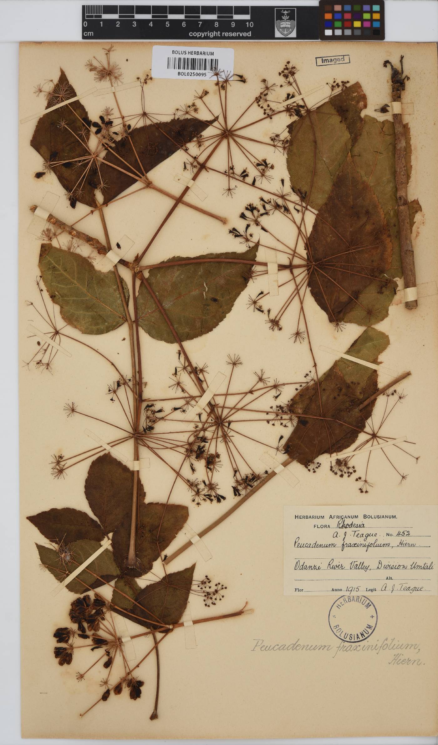 Steganotaenia image