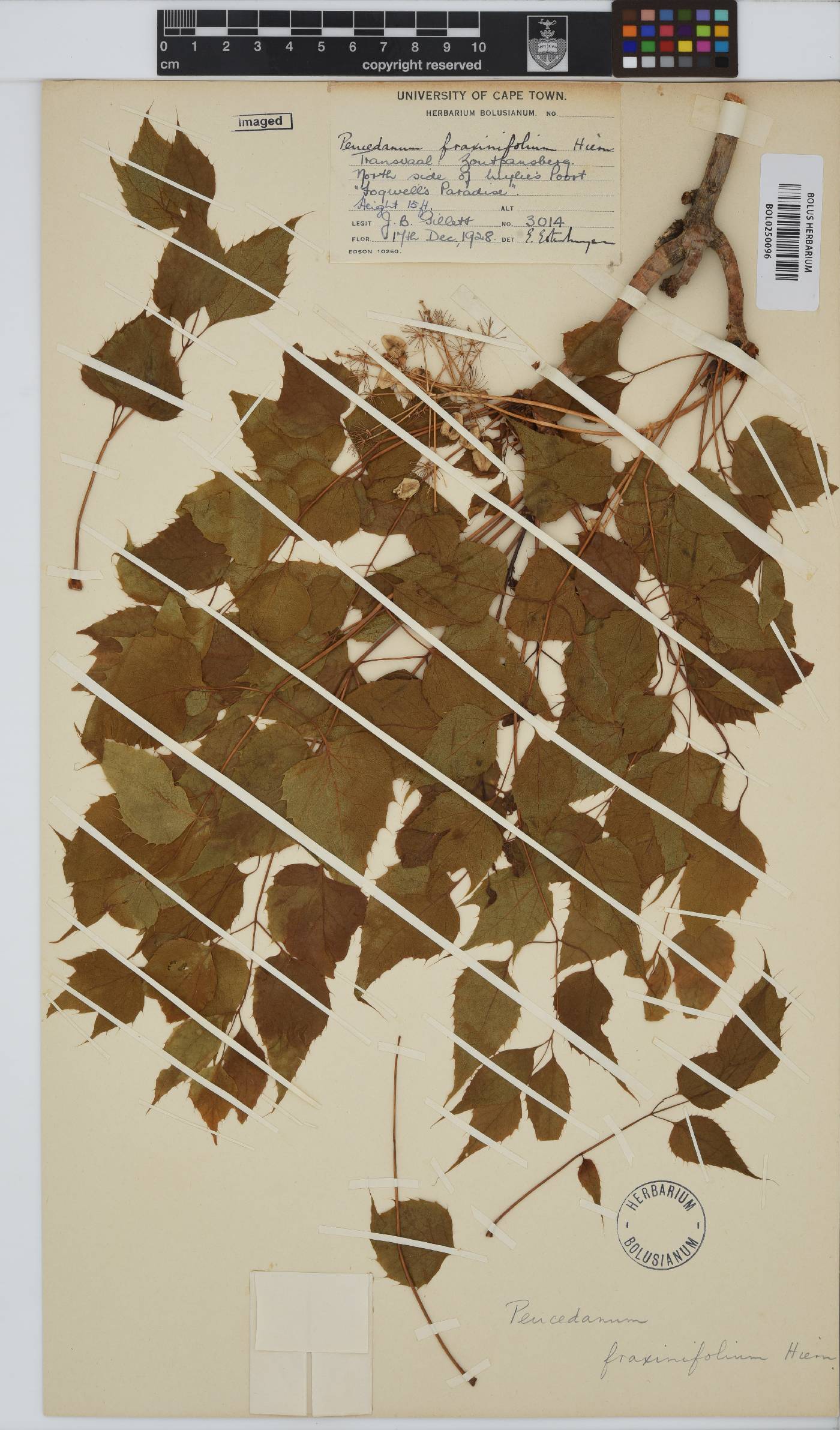 Steganotaenia araliacea image