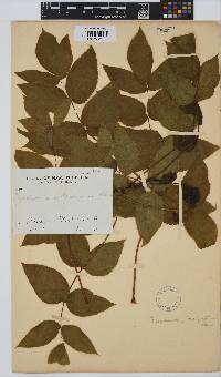 Steganotaenia araliacea image