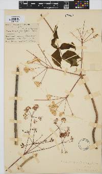 Steganotaenia araliacea image