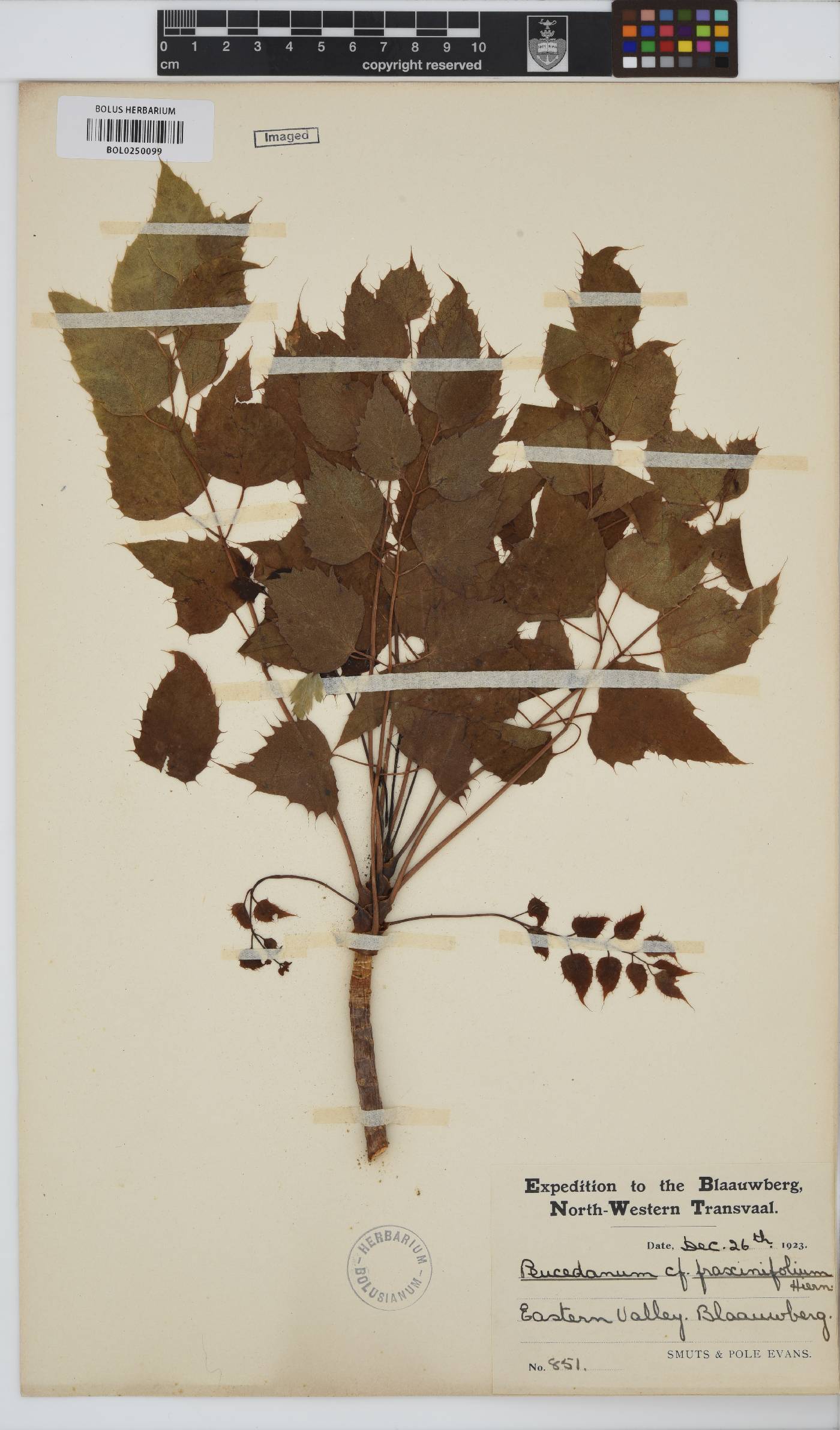 Steganotaenia araliacea image