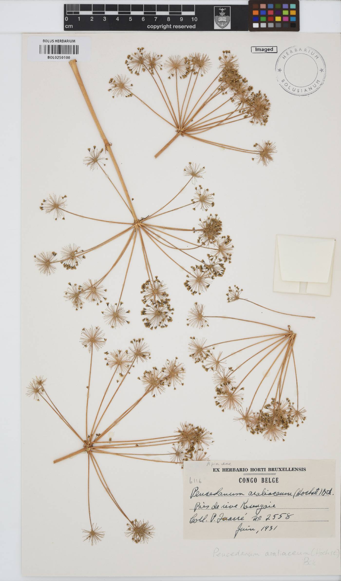 Steganotaenia araliacea image