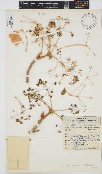 Steganotaenia araliacea image