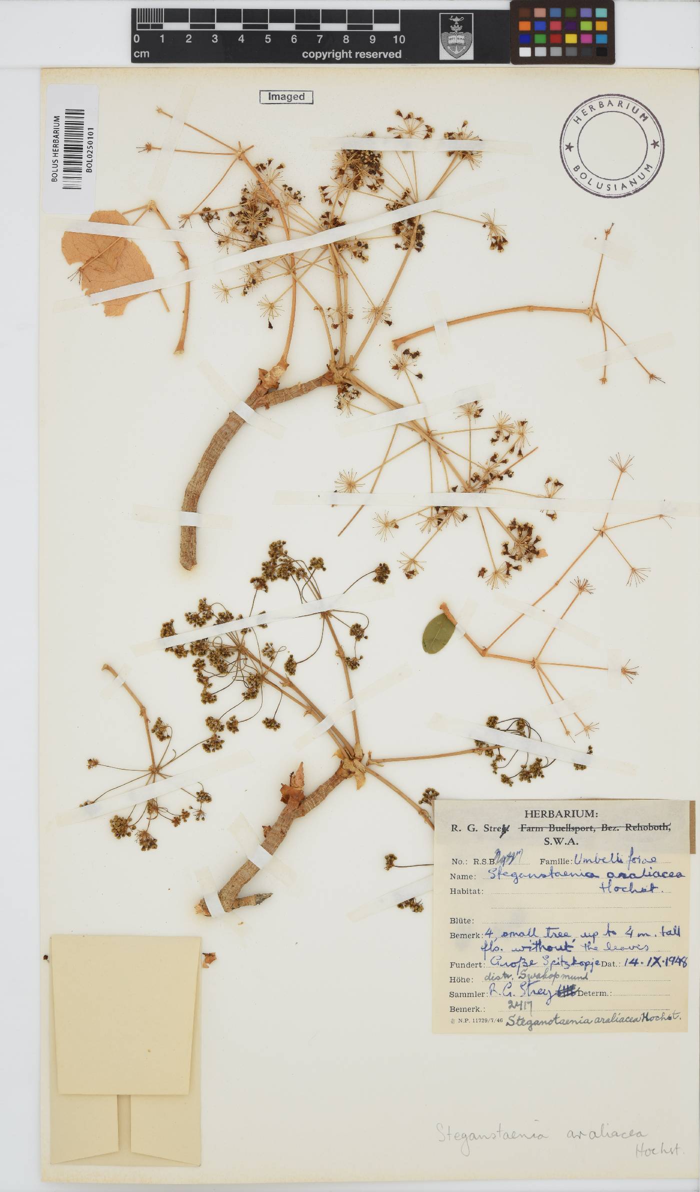Steganotaenia araliacea image
