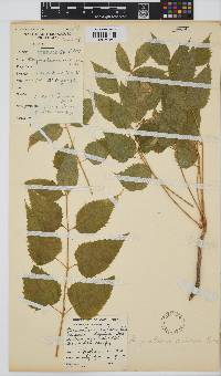Steganotaenia araliacea image