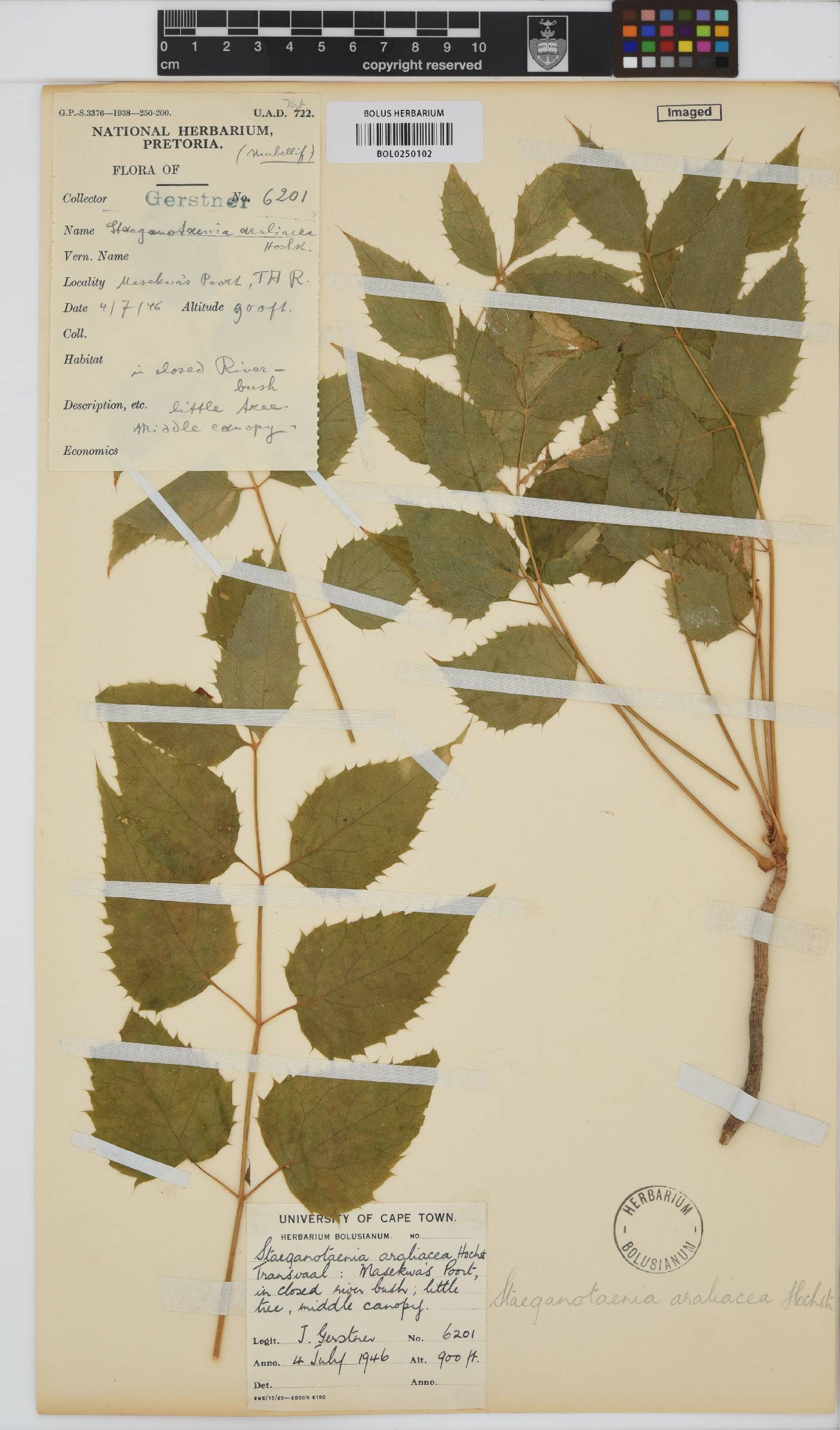 Steganotaenia araliacea image