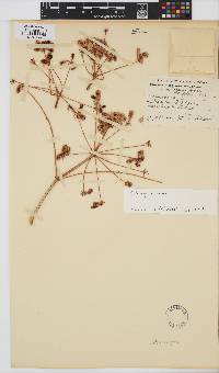Steganotaenia araliacea image