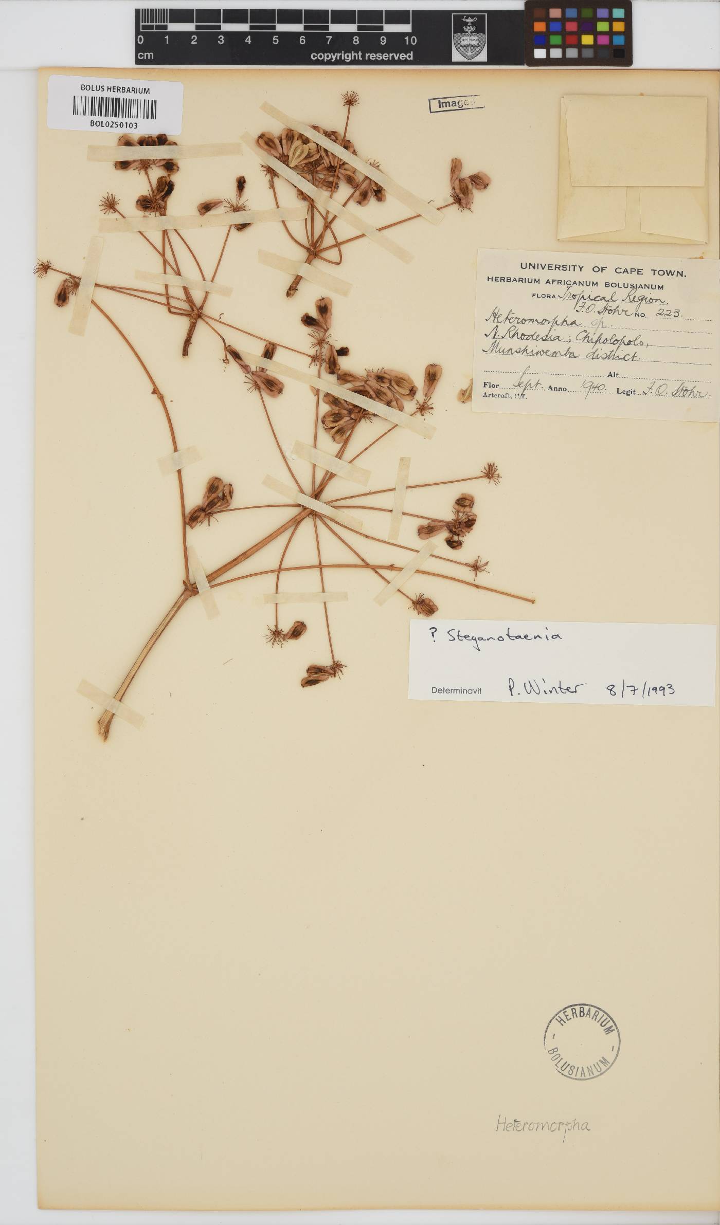 Steganotaenia araliacea image