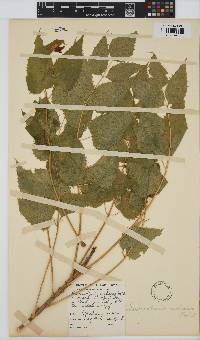 Steganotaenia araliacea image