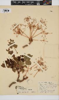 Steganotaenia araliacea image
